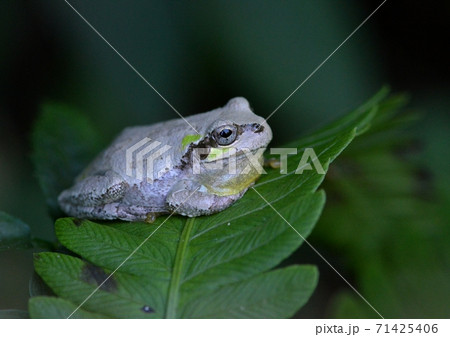 ニホンアマガエル ニホンアマガエル 71425406