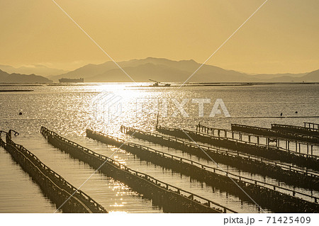 広島県　瀬戸内海での牡蠣の養殖風景 71425409