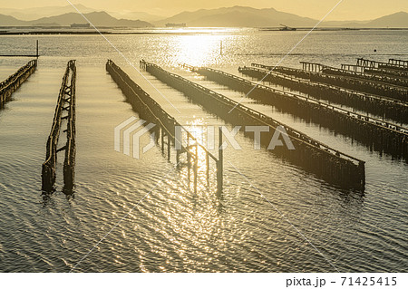 広島県 瀬戸内海での牡蠣の養殖風景 広島県 瀬戸内海での牡蠣の養殖風景 71425415