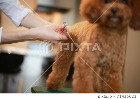 小型犬のトリミング 71425623