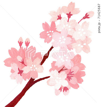 桜の枝イラスト 一本 クローズアップのイラスト素材