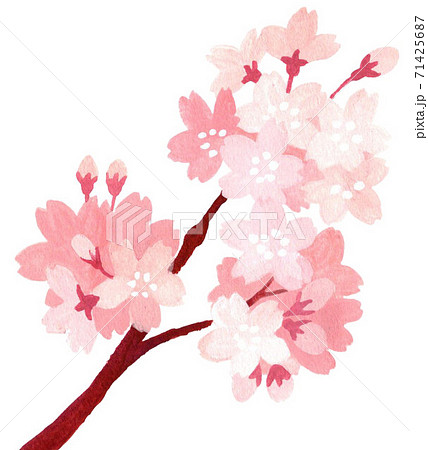 Cherry blossoms (high key + up) - Stock Photo [29518230] - PIXTA