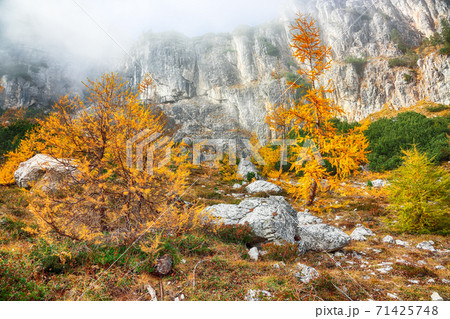 Autumn foggy landscape with beautiful golden larches in mountains Autumn foggy landscape with beautiful golden larches in mountains 71425748