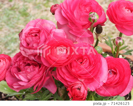 ラナンキュラス（花金鳳花） 71426125