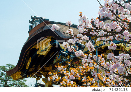 世界遺産 元離宮二条城と満開の桜 71426158