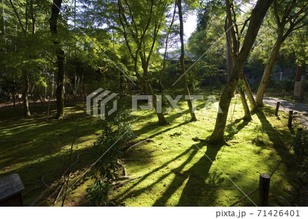 京都市西京区の竹の寺の境内（地蔵院） 71426401