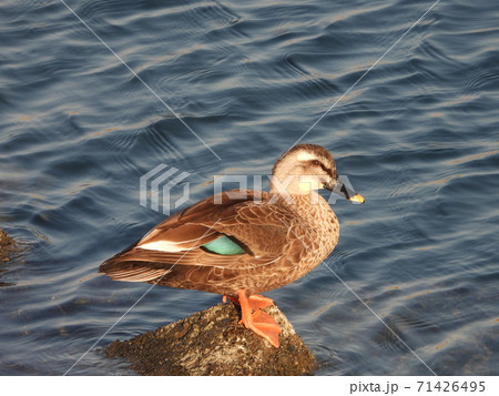 カルガモ 野鳥 の写真素材