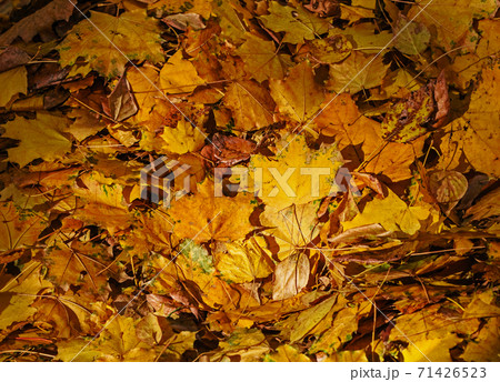 Dry real yellow autumn leaves 71426523