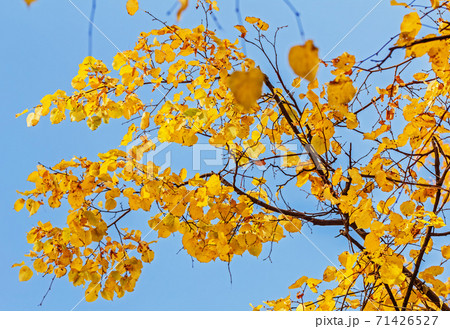Yellow autumn leaves against sunny blue sky Yellow autumn leaves against sunny blue sky 71426527