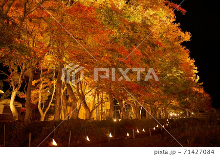 もみじ回廊 71427084