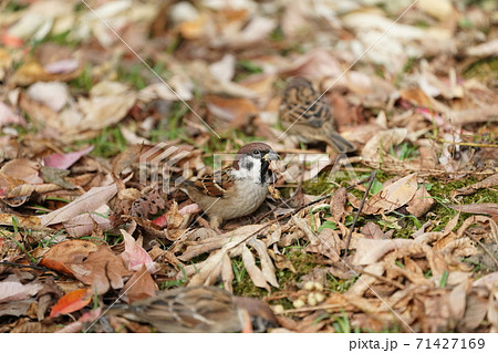 木の実を食べるスズメ 71427169