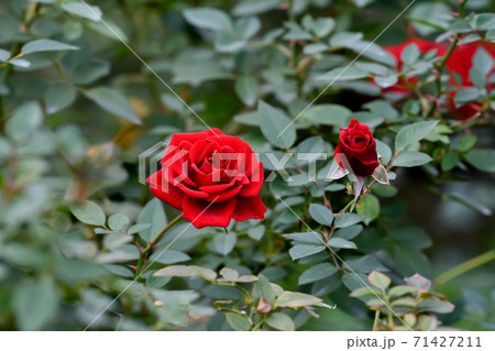 真っ赤なバラ 真っ赤なバラ 71427211