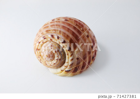 ヤツシロガイ ヤツシロガイ 71427381