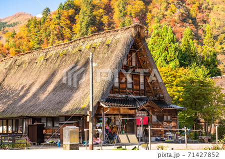 《富山県》黄葉の菅沼合掌造り集落・日本の原風景 《富山県》黄葉の菅沼合掌造り集落・日本の原風景 71427852