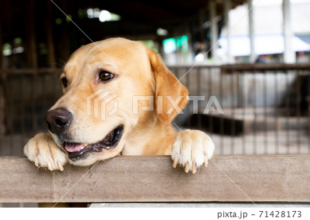 Brown golden retreiver dog stood and wait over the cage 71428173