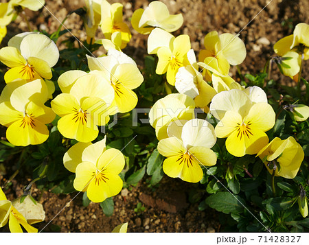 陽を浴びて満開のビオラ 陽を浴びて満開のビオラ 71428327