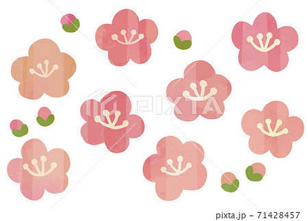 水彩風 梅の花のイラスト素材