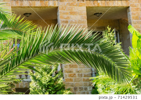 Palm tree branch in the hotel garden. 71429531
