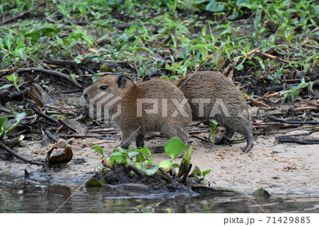 カピバラ(パンタナール、ブラジル) カピバラ(パンタナール、ブラジル) 71429885