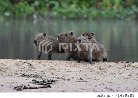 カピバラ（パンタナール、ブラジル） 71429889