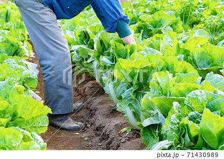 白菜畑 白菜畑 71430989