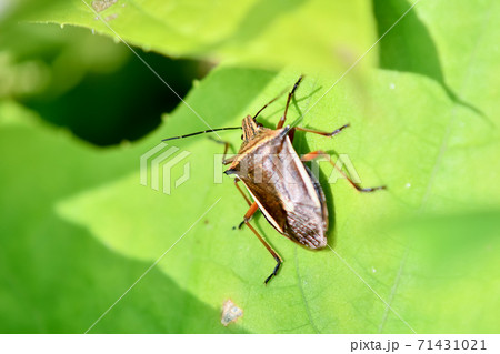 シロヘリクチブトカメムシ シロヘリクチブトカメムシ 71431021