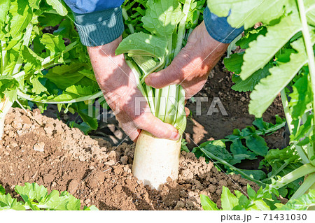大根畑 大根畑 71431030