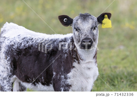 A black and white cow in a green pasture in regional Australia 71432336
