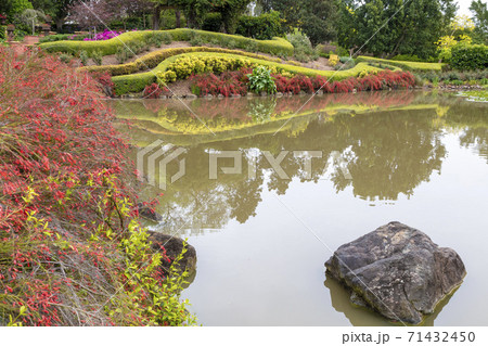 A colourful arrangement of flowers on a pond A colourful arrangement of flowers on a pond 71432450