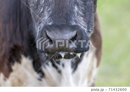 Close up of the nose and mouth of a black and white cow in regional Australia 71432600