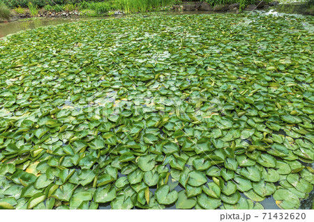 Green water lilies on a large garden pond Green water lilies on a large garden pond 71432620