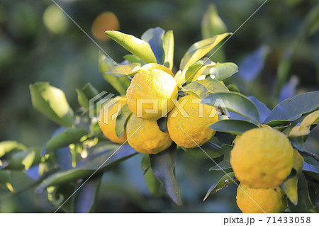 収穫間近のゆずの実　　　 71433058