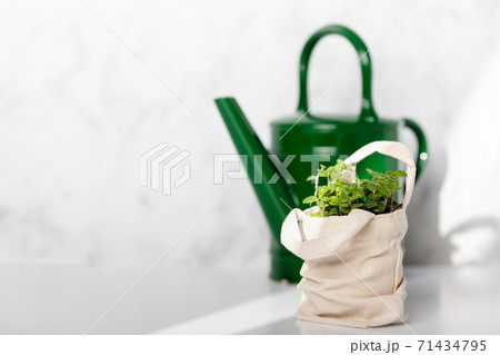 Baby plant against white marble wall in tote bag and vintage ceramic watercan Baby plant against white marble wall in tote bag and vintage ceramic watercan 71434795