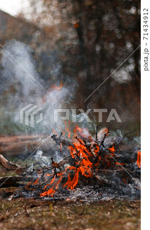 Fire coal forest. Bonfire in spring forest Fire coal forest. Bonfire in spring forest 71434912
