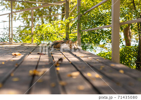Fluffy tabby cat resting on a wooden veranda in summer with copy space. Rest and relaxation concept 71435080