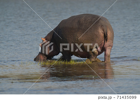 HIPPOPOTAMUS AMPHIBIUS, South Africa 71435099