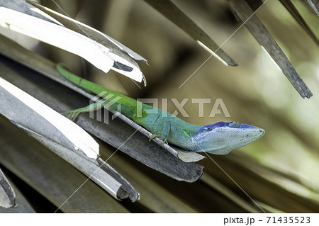 Cuban male lizard Allison's Anole Cuban male lizard Allison's Anole 71435523