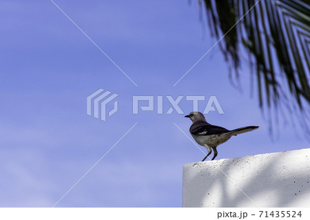 Northern mockingbird (Mimus polyglottos) - Varadero, Cuba 71435524