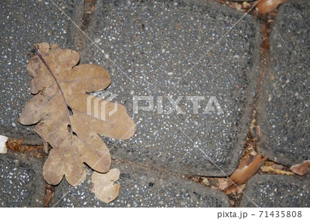 Abandoned leaf on the road 71435808