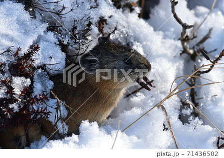 然別湖の「ナキウサギ」 71436502