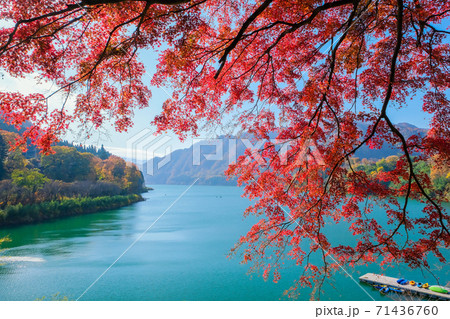 楓と赤谷湖 71436760