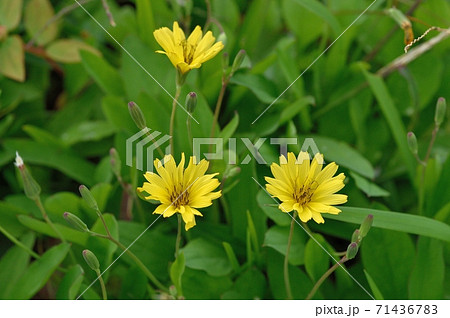 オオジシバリの花 オオジシバリの花 71436783