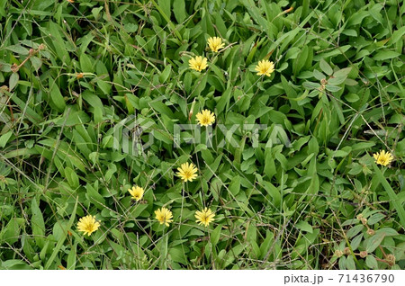 オオジシバリの花 オオジシバリの花 71436790