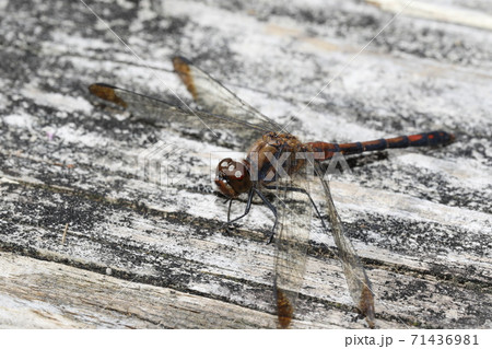 ノシメトンボ ノシメトンボ 71436981