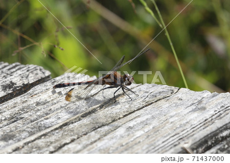 ノシメトンボ ノシメトンボ 71437000