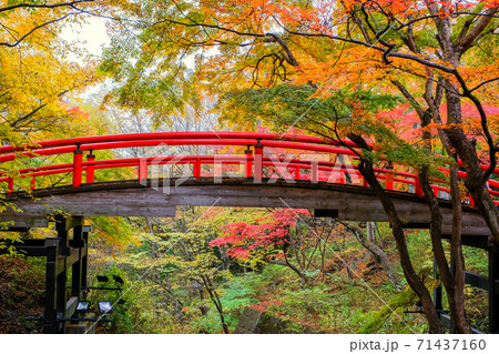 紅葉の河鹿橋 紅葉の河鹿橋 71437160