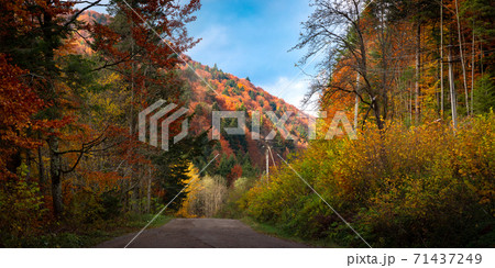 Autumn landscape of Carpathian Forest 71437249