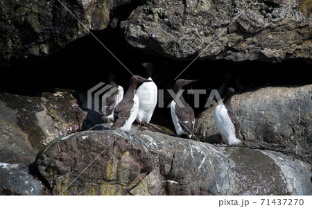 アメリカ、キーナイ・フィヨルド国立公園の鳥 アメリカ、キーナイ・フィヨルド国立公園の鳥 71437270