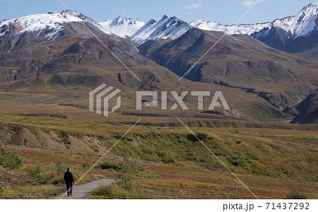 アラスカ、デナリ国立公園 アラスカ、デナリ国立公園 71437292