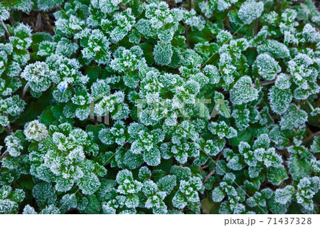 早朝に写した雑草の霜 早朝に写した雑草の霜 71437328